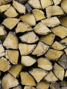 Poszter 30x40cm Fa rönkök, Assaf Frank