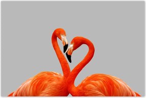 Poszterek 90x60 Flamingók