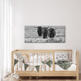 Kép - Skót tehenek (120x50 cm)