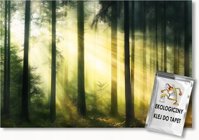 Fotótapéta Flizelina Tájkép Természet Erdő Fák Nap Reggel 200x140 ragasztó