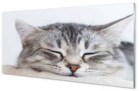Akrilkép álmos macska 140x70 cm