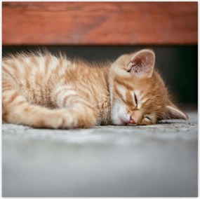 Poszterek 30x30 Cica Macska szépség