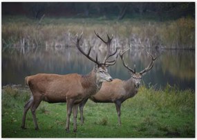 Poszterek 100x70 Szarvasok a természetben Rét