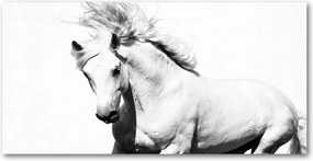 Fotó-kép edzett üveg Fehér ló 140x70