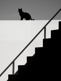 Poszter 75x100cm Sziluett és szimmetria