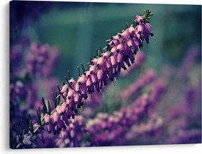 Levandula képe (70x50 cm)