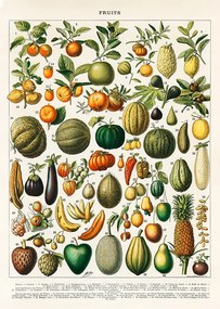 Gyümölcs Fruits Vintage Poszter 30x40cm botanika grafika retro kép #570