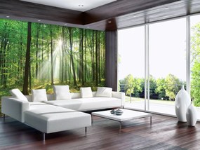 Fotótapéta - Erdő napfényben (152,5x104 cm)