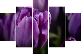Tulipán vírág képe (150x105 cm)
