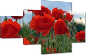 Képek 130x80 Mezei pipacsok az égbolt hátterében