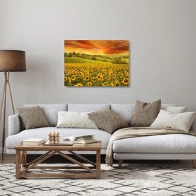 Üveg kép - Napraforgó mező (70x50 cm)
