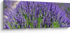 Kép - levandula (órával) (90x30 cm)