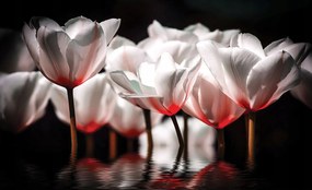 Fotótapéta Fehér tulipánok sötét háttéren elegancia és nyugalom 208x146 +ragasztó