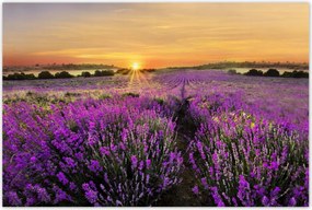 Poszterek 120x80 Levendula naplemente
