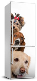 Hűtő matrica Kutyák és macskák FridgeStick-70x190-f-104206550