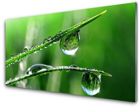Üvegkép falra Grass Dew Drops 120x60cm