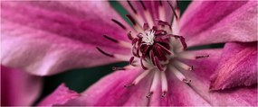 Rózsaszín flamingóvirág képe (120x50 cm)