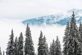 Öntapadó fotótapéta havas fenyőfák