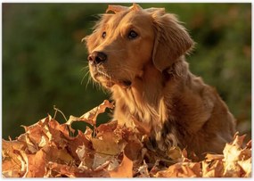 Poszterek 100x70 Őszi kutya portré fotó