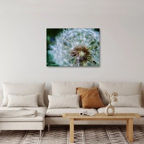 Elvirágzott pitypang képe (70x50 cm)
