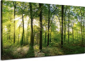 Vászonkép Nap Erdő Fák Fénysugarak 120x70 cm