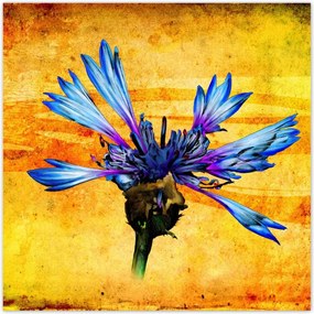 Poszterek 100x100 Chaber