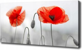 Vászonkép modern Pipacsok 120x60 cm