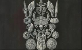 Stílusos Dekoratív Fotótapéta Flizelin Vízalatti formák 416x254 Ragasztó