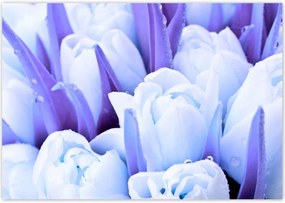 Poszterek 100x70 Kék tulipánok