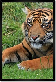 Poszterek keretben 40x60 Tigris