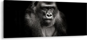 Kép - Gorilla (120x50 cm)
