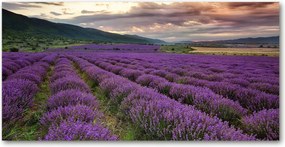 Fotó kép edzett üveg Levendula mező 140x70
