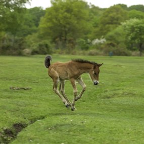 Poszter 60x60cm Csikó fut a mezőn, Assaf Frank