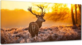 Vászonkép 115x55 Szarvas napfelkeltekor