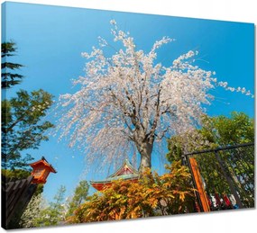 Vászonkép 50x40 Virágzó cseresznye