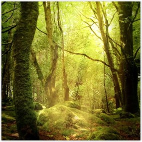 Poszterek 70x70 Varázslatos erdő Tájkép
