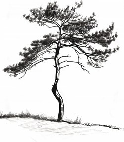 Poszter 25x35cm Magányos fenyő