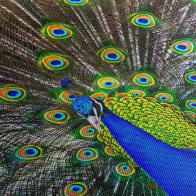 Kép - Páva (70x50 cm)