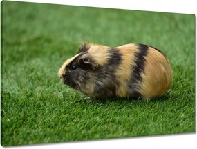 Vászonkép 90x60 Tengerimalac