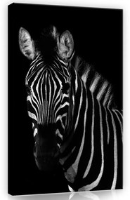 Zebra, vászonkép, 40x60 cm méretben