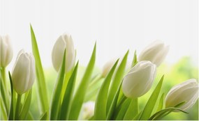 Dekoratív Fotótapéta Furnér Flizelin Fehér tulipánok 416x254 Ragasztó