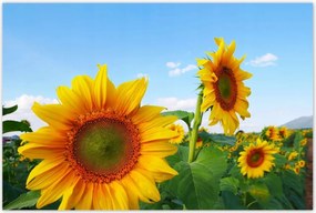 Poszterek 120x80 Napraforgók Égbolt