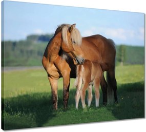 Vászonkép 50x40 A kanca és a csikó