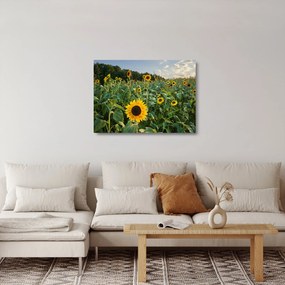 Üveg kép - Napraforgómező II. (70x50 cm)