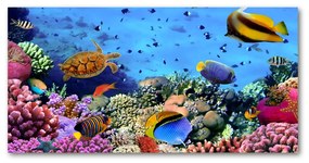 Akrilkép Korallzátony oah-35544351
