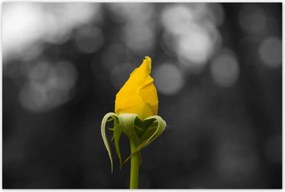 Poszterek 120x80 Sárga rózsa