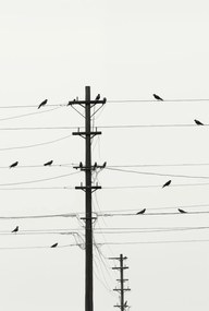 Poszter 68x101cm Szimfónia a dróton