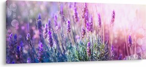 Kép - Levendula a csillogó napban (120x50 cm)