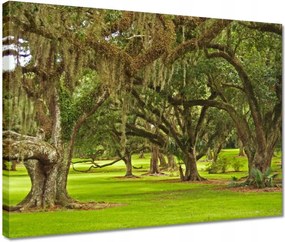 Vászonkép 40x30 Park tölgyfákkal