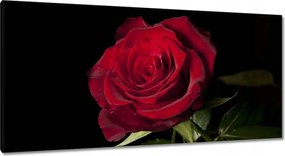 Vászonkép 115x55 Aranyos rózsa